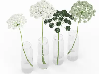 Wild Carrot Flowers in Glass Jars 3D model