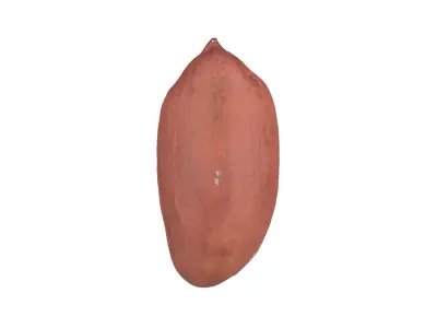 Photorealistic Peanut Kernel 3D Scan 3D model