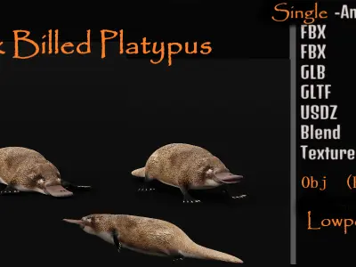Platypus  Low-poly 3D model