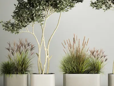 Ornamental Olive Trees In Concrete Pots 1128 3D model