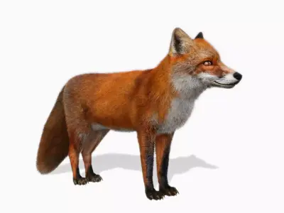 Red Fox Animated Low-poly 3D model