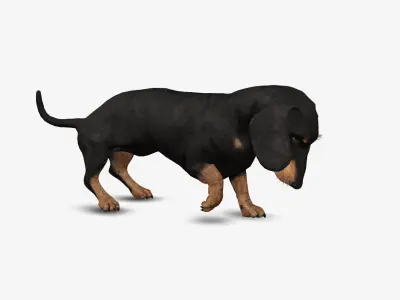 Dog Dachshund Low-poly 3D model