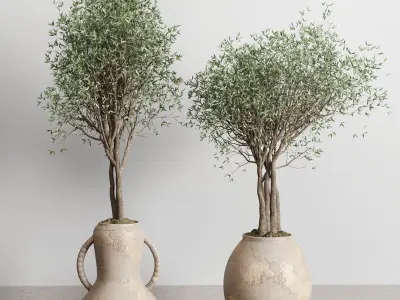Olive tree in an old earthenware vase indoor collection 182 3D model