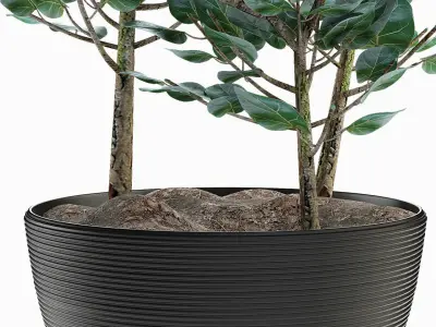 Exotic Plants 3D model