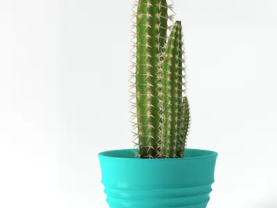 Cereus Cactus 3D model