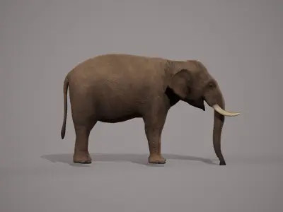 African Elephant 3D model
