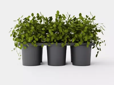 Muehlenbeckia complexa Low-poly 3D model