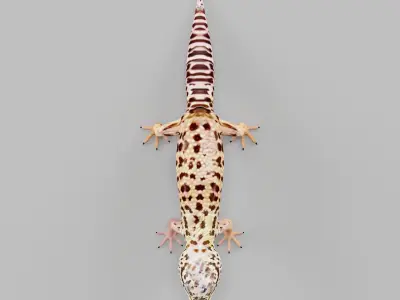 Leopard Gecko Low-poly 3D model