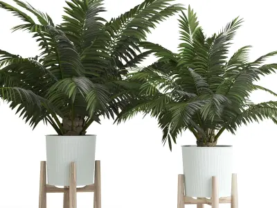 Palms In Pot 3D model