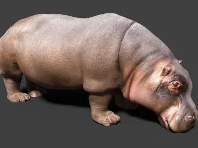 hippopotamus 3d hippo 3D model
