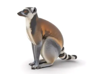 Elegant Lemur model pack Low-poly 3D model