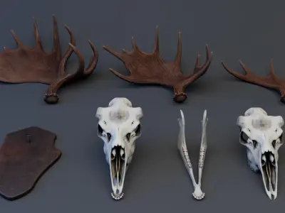 Moose Skull Low-poly 3D model