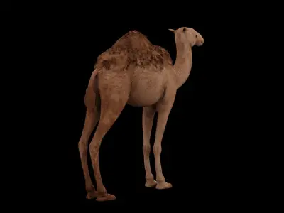 Dromedary camel Low-poly 3D model
