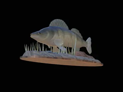 fish zander in motion underwater statue detailed texture  3D print model