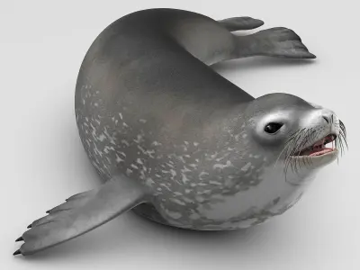 Weddell Seal 3D model