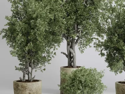 outdoor plant set 166 pot old olive tree concrete old vase Low-poly 3D model