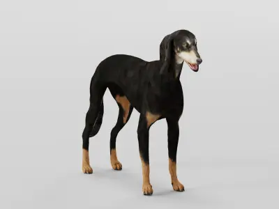 Saluki Dog Breed 3D model