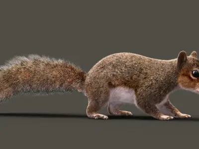 SQUIRREL RIG XGEN CORE 3D model
