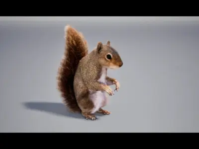 Squirrel Rig UNREAL project  Maya base rig 3D model