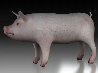 Pig wild Farm Teeth Eyes Trousers Dress Animals mammal animal 3D model