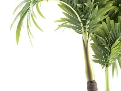 palm plant 148 3D model