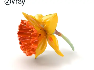 Yellow Narcissus with Apricot Trumpet model pack Low-poly 3D model