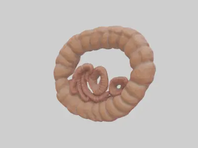 Falcon Large Intestine 3D model