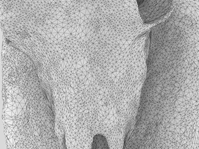 Deer Skull Trophy 2 3D model