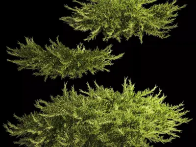 Juniper and thuja bushes for landscape design 1164 3D model