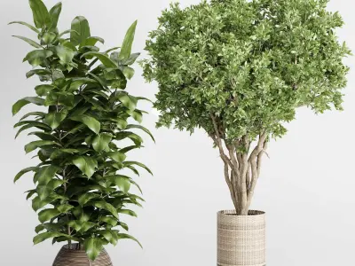  Indoor plant 439 plant tree in handmade wooden baskets Low-poly 3D model