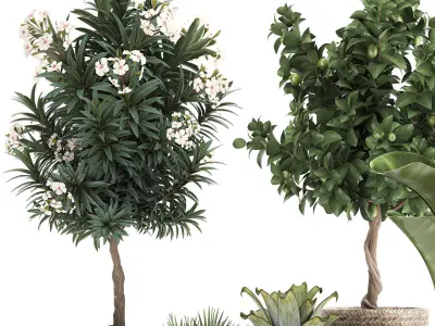 Set of plants in pots banana lemon tree 1107 3D model