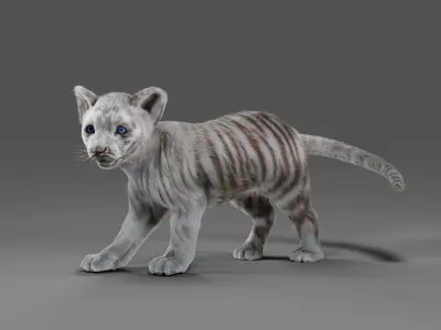 Fur White Tiger Cub Rigged in Blender  Low-poly 3D model