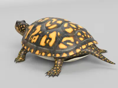 Box Turtle 3D model