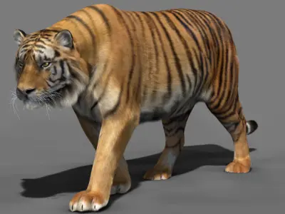 Tiger 3D model