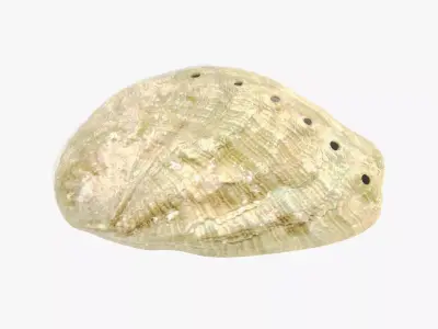 - Shell V6 - Haliotis Tuberculata - 3D model