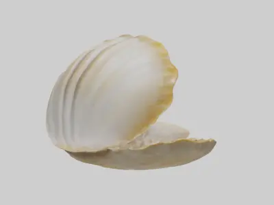 Clam opening shell model 3D model