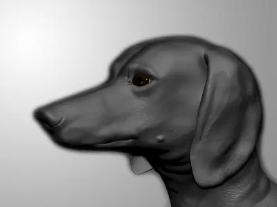 Detailed Dachshund Dog Low-poly 3D model