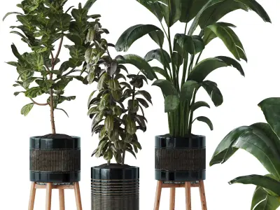 Indoor plant Set 07 - Ficus Strelitzia lyrata 3D model