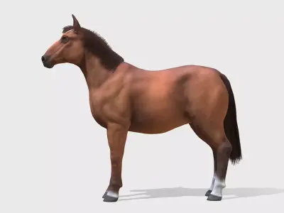 Horse - Stallion Low-poly 3D model