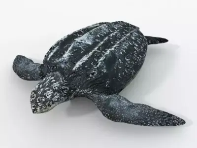 Leatherback Turtle Low-poly 3D model