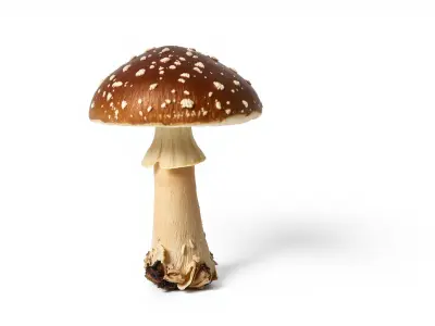 Realistic Forest Mushroom Model Pack with Textured Details Low-poly 3D model