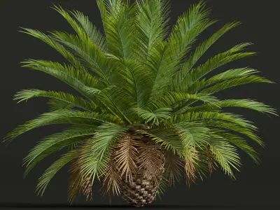 Phoenix Canariensis Decorative Garden Small 3D model