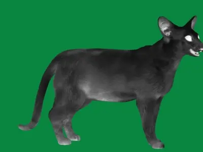 Oriental Longhair Cat Low-poly 3D model