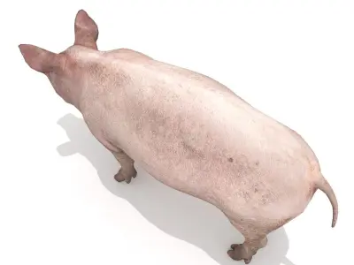 Pig - Realistic Low-poly 3D model