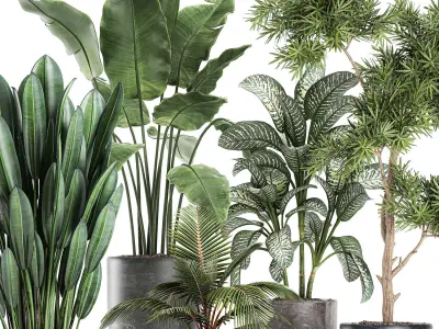 Collection of decorative plants in flowerpots 756 3D model