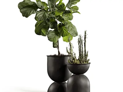 Houseplants collection