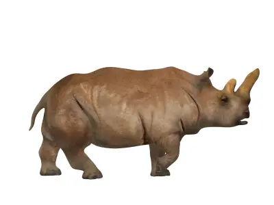 Northern White Rhinoceros Low-poly 3D model