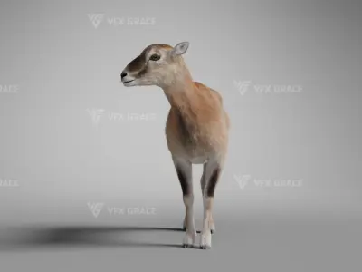 European Mouflon Female Animation - VFX Grace 3D model