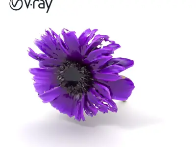 Purple Cornflower Realistic Botanical Model Pack Low-poly 3D model