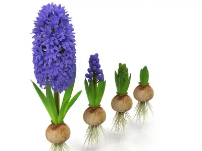 Hyacinthus orientalis 3D model